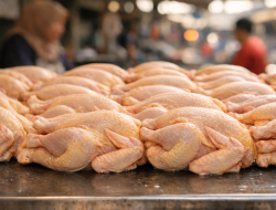 Harga Ayam Potong Selama Ramadan Diklaim Stabil, Ini Penjelasan Mendag Budi Santoso